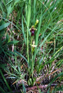 Fliegenorchis oder Fliegen-Ragwurz (Ophrys insectifera L.)